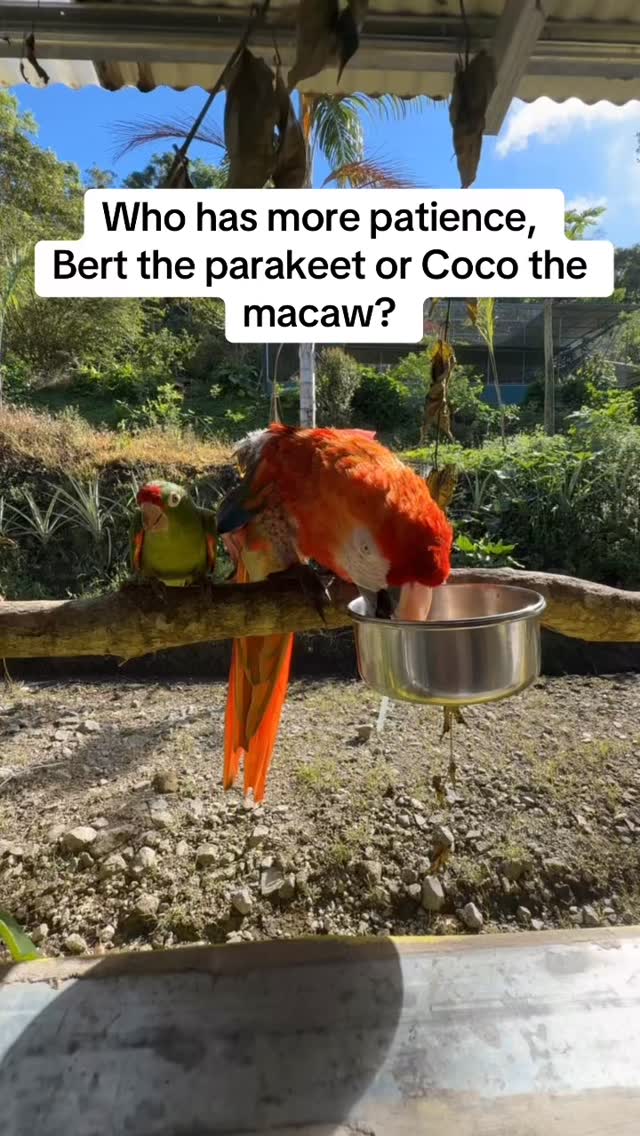 #nonprofits #birdrescue #costarica #volunteer #scarletmacaw #parrot