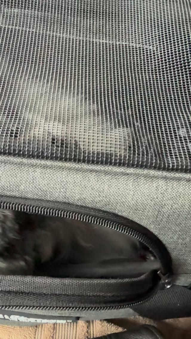 Are we there yet???❤️#foxfirearcticspitz#pomsky#pom#pomeranian#pomski#pomskies#puppers#huskymix#thepomsky#pomskypuppies#pomskydog#pomskypuppies#dogstagram#huskypuppies#huskypup#pup#pups#puppies#puppiesofig#puppiesofinsta#instagrampuppies#instadog#gooddog#bestfriend#rideordie#dogslovers#dogmom#dogreels#puppylife#puppystagram