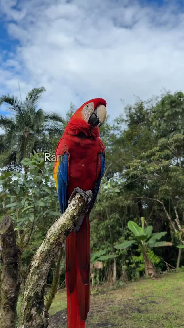 #macaw #scarletmacaw #parrot #costarica #puravida #tico
