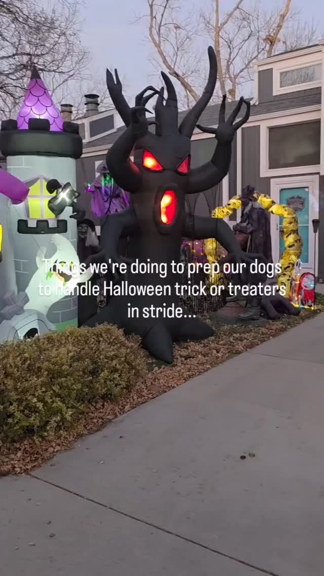 🎃👻 Keeping Calm on Halloween Night! 👻🎃
Trick-or-treaters, doorbells, and spooky sounds can make Halloween a lot for our dogs! Here are a few ways to help your pup stay relaxed and happy tonight:
🐾 Sniffari Walk: Let them enjoy a long sniffy walk before dark — mental enrichment helps tire them out!
🐕🐾 Add in enough exercise so your dog is tired tonight! Fetch, a jog, long walk ... make sure you're getting in enrichment and exercise to help your dog settle tonight!
🧩 Enrichment Fun: Offer puzzle toys, stuffed Kongs, or lick mats to keep them busy while you hand out candy.
🏡 Cozy Retreat: Set up a quiet space or crate where they can settle away from the noise. Add soft music or a fan for background sound.
🎾 Playtime Connection: Spend some quality time playing or training before the festivities start — fill their cup before the chaos!
🛋️ Calm Energy: Keep your own vibe relaxed — your dog will take cues from you.
A little planning goes a long way toward keeping Halloween stress-free for everyone. 🎃🐶
#K9Wisdom_DogNerd #DogTrainingTips #MindfulDogOwners #HappyHalloween #DogEnrichment #Sniffari #CalmDog #TrickOrTreatReady