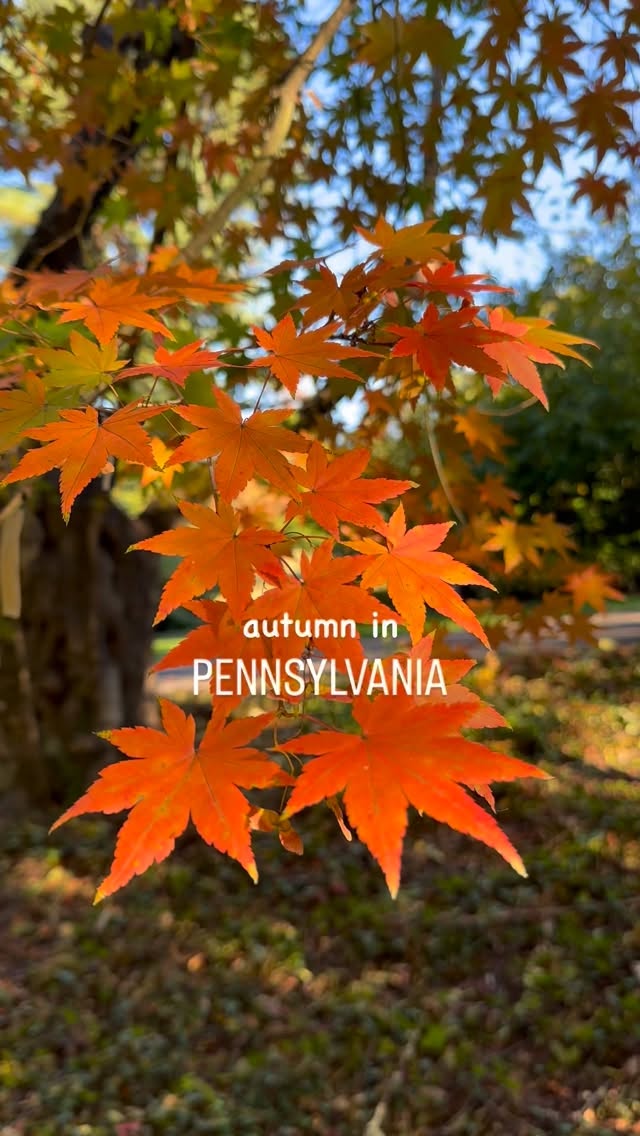 I know it’s not technically New England, but with the fall we experienced near Philadelphia this October, Pennsylvania might as well be! (I wish I had brought my camera to better capture the autumn colors!) 🍂
So consider skipping the New England crowds and heading here instead. There are so many scenic byways, quaint towns, historic spots, farms to visit, and gardens/arboretums. (FYI, we really enjoyed @morrisarboretum and @longwoodgardens 🥰)
•••••••••••
#pennsylvania #philadelphia #philadelphiapennsylvania #fallcolors #newengland #newenglandtravel #eastcoast #visitpennsylvania #gardens #arboretum #botanicalgardens #autumn #autumnleaves #falltravel #traveldestination #usatravel #exploremore #whereyouwander #travelblogger #visitphilly #philly