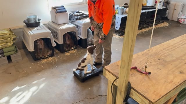 Introducing Kaye — one of our pups from our Betty x Chance breeding.
In this video, she’s working with Todd and beginning to learn the foundation of clicker training: offering the correct behavior, making eye contact, thinking things through, and getting rewarded for those good choices.
She may be young, but she’s already showing us that clever little spark.
Craney Hill She Thinks She’s So Smart — “Kaye”
And honestly… we think she is.😉
#SpanielTraining #gundogs #ProfessionalDogTraining #RelationshipBasedDogTraining #DogTrainingTips #BuildTheBond #FieldTrialDogs #TrustTheProcess #FlushingDog #dogtrainernearme #EnglishSpringerSpaniel #GunDogTraining #ObedienceMatters #StartThemYoung #PuppyTrainingJourney