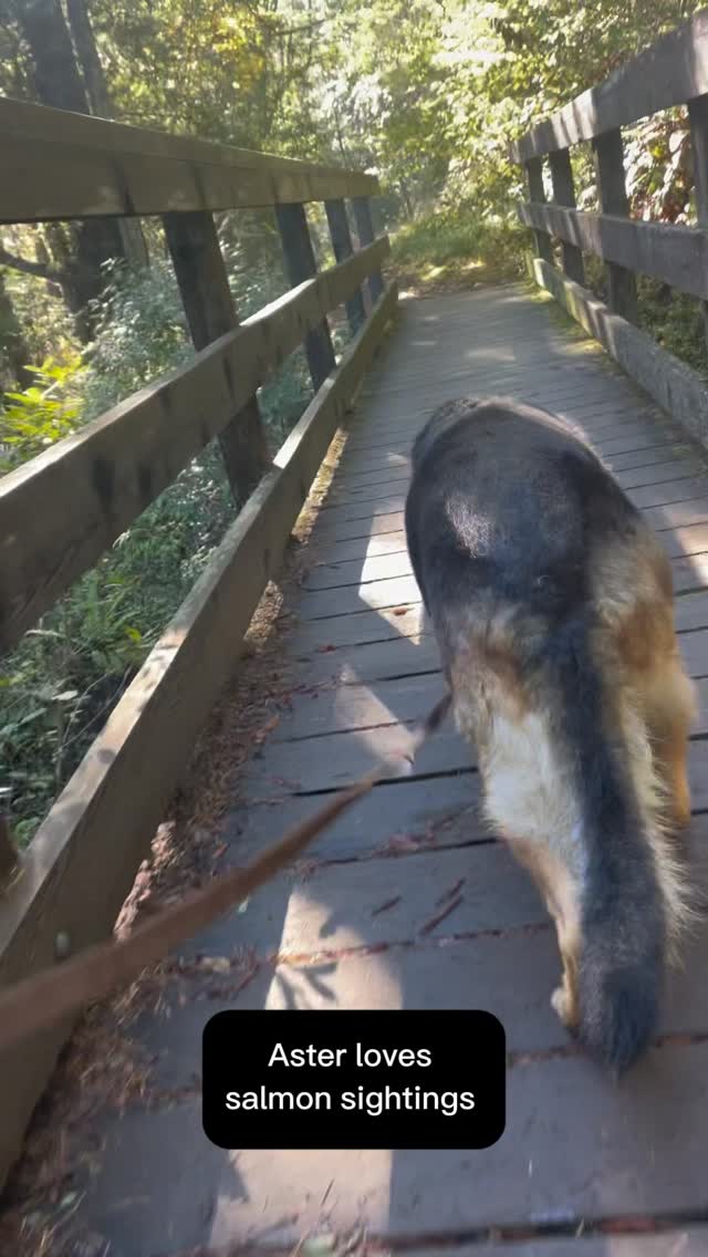 Give your dog a sense of purpose.