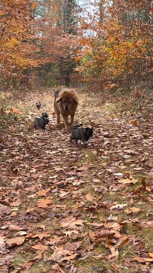 We are thankful for you!❤️#foxfirearcticspitz#pomski#pomsky#puppers#huskymix#thepomsky#pomskypuppies#pomskydog#dogstagram#woof#huskypuppies#pomskypup#huskypup#instapup#puppiesofinsta#puppiesofinstagram#puppiesofig#puppydogsofinstagram#gooddog#doglife#puppylife#fluffypuppies#huskyworld#huskynation#huskyofinstagram#pomeranian#doggy#puppylove#puppystagram