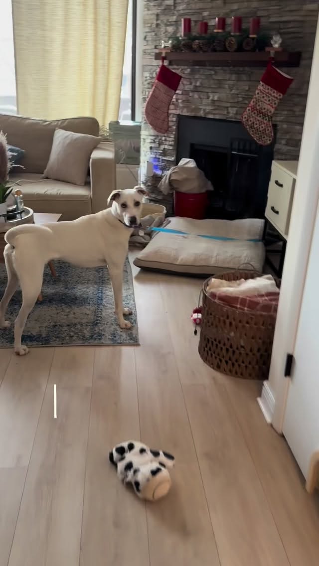 Another successful tethering session on this snowy December afternoon!
Shiro is my foster pup. He’s a 1 year old mix from Aruba 🏝️ Adopt him from @lostdogandcatrescue today!
Thethering can help with anxiety (especially separation anxiety!!), potty training, preventing destructive or problematic behaviors, calmness when people enter the home, and so much more!
I guess it really is magic 😉
Important note: make sure your dog is PHYSICALLY and MENTALLY fulfilled before doing this—it will make it easier for both of you 😊
#dogtraining #dog #anxiety separationanxiety pottytrainingdog