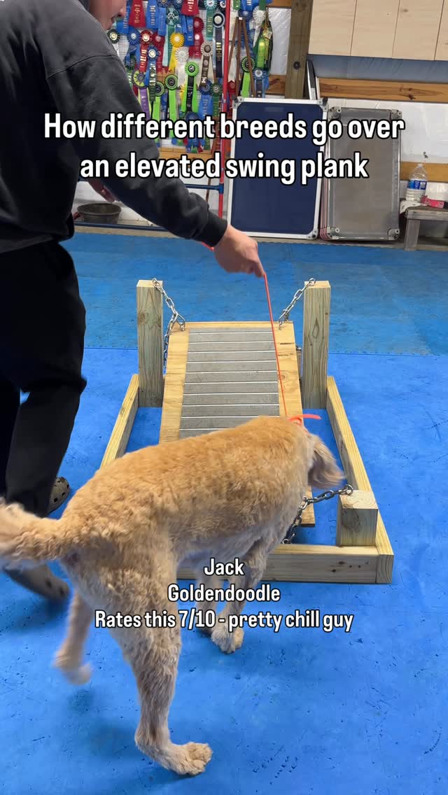 Brought out the swing plank to see how the boarding dogs would do and to challenge them!
#dogtraining #caninefitness #dogparkour #confidenceobstacle #dogtrainingfun