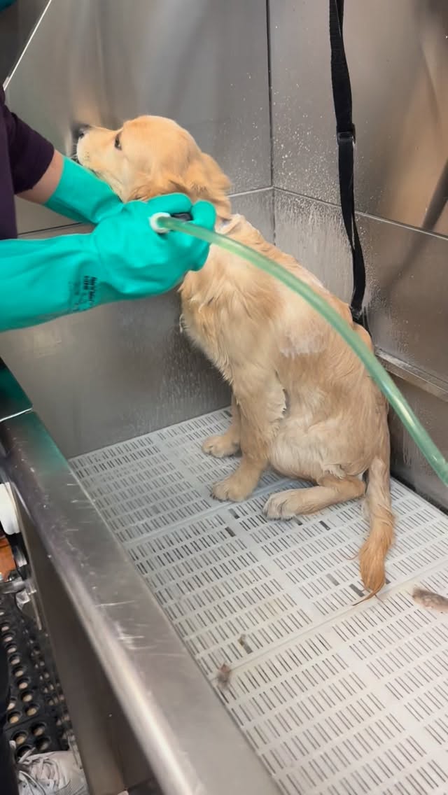 Miss Padma’s first bath today?? She did so good! @uptowndogspetspa #goldenretriever #retriever #spaday #bathtimefun #wellingtonfl