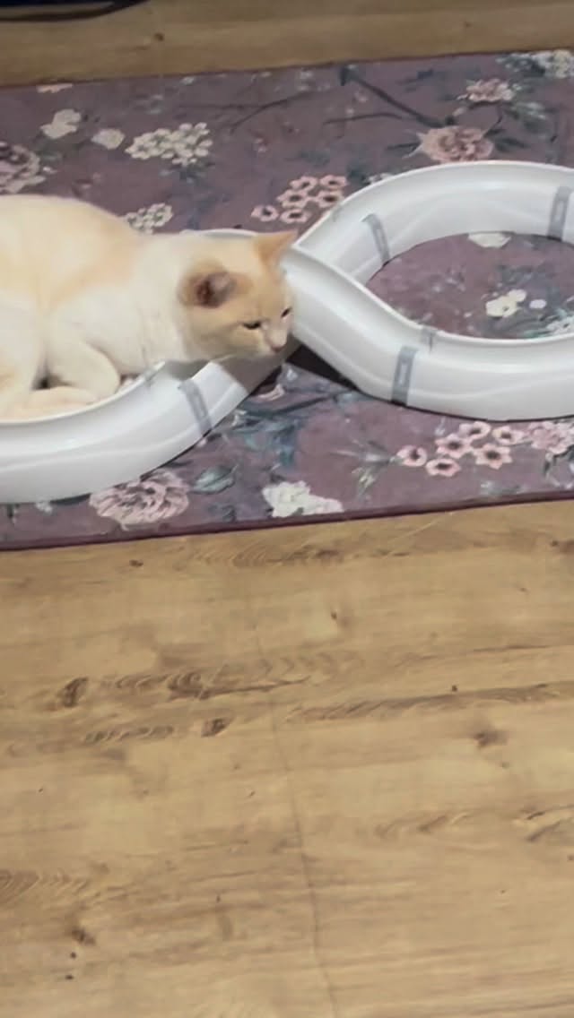 Gisteren kregen de katjes een cadeautje van vrienden 🙏🏻😻
Alleen heeft Bugs de gebruiksaanwijzing duidelijk niet gelezen 😆