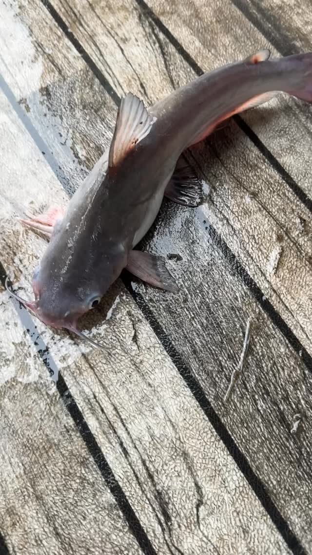 What do you call this fish?