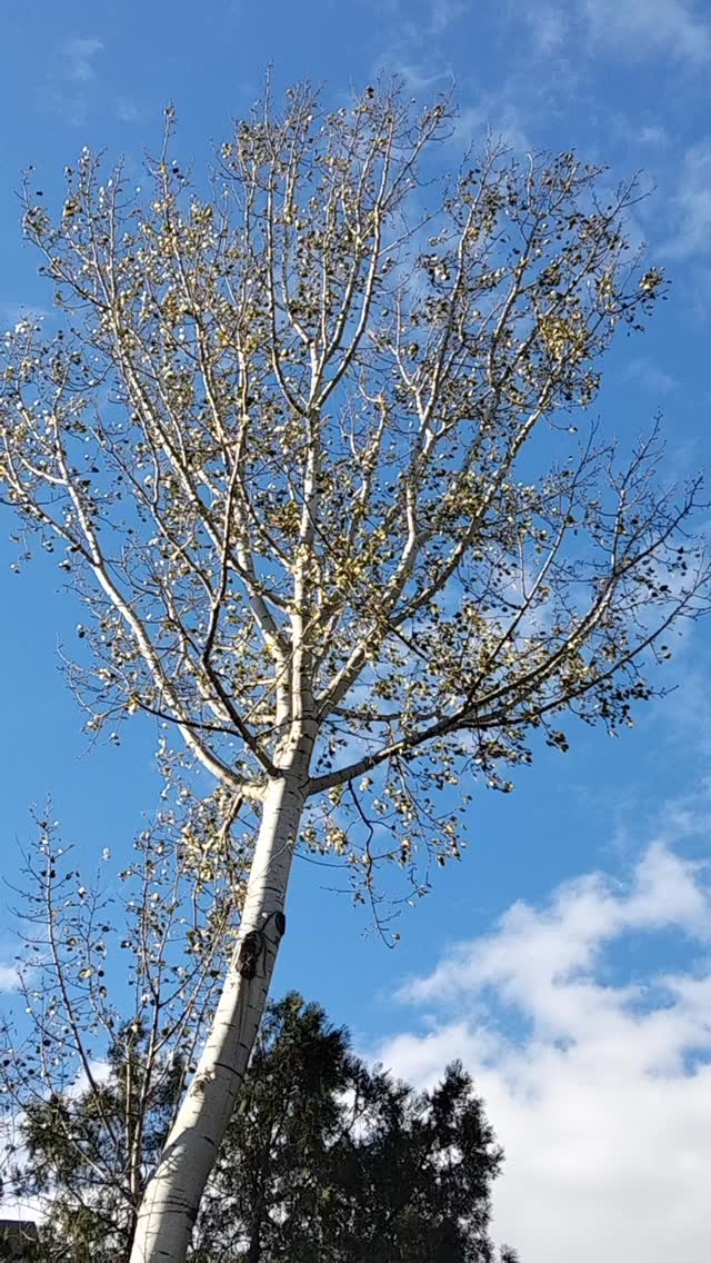 Talanı bitirecek halk iradesi, güzellikleri görebilen kalp, vefa bilir kişilikte insanlarla çevrildiğimiz, sağlıklı bir 2026 yılı diliyorum herkese.
(Sesi açın, ağacın sesini duyun)
#taichichuan #meditasyon #yangstilltaichichuan #ağaçlar