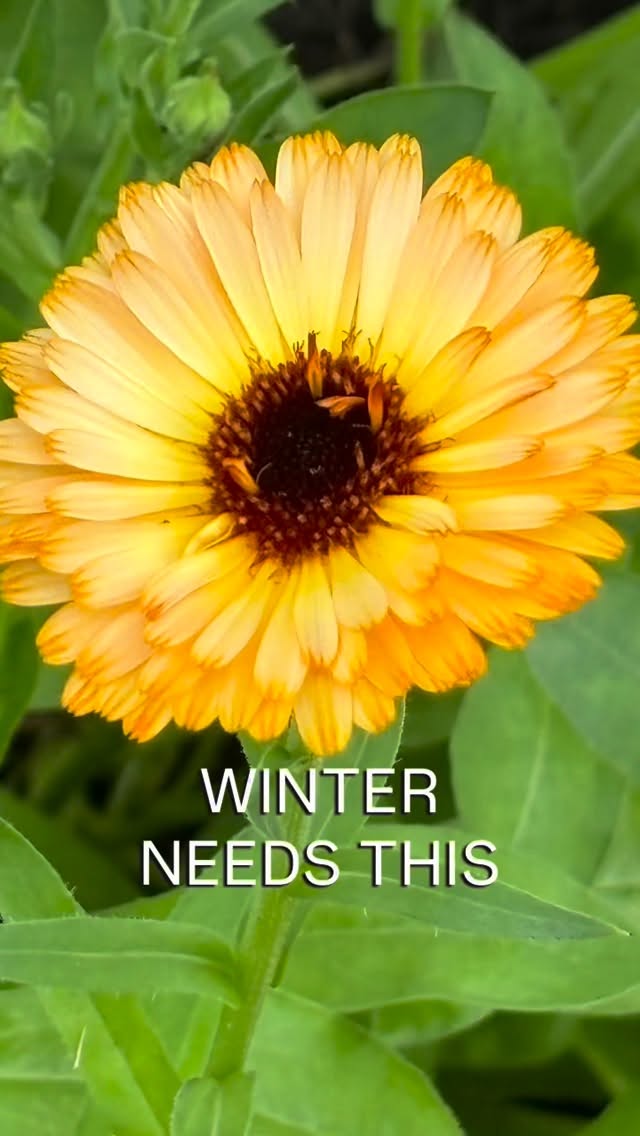 Just a quiet burst of brightness 🌼
Golden moments, even in January.
#calendula #winterjoy #botanicalbeauty #plantmagic