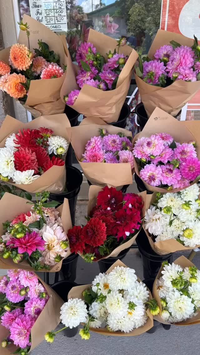 In store now beautiful Dahlias from @thecabarlahflowerfarm ?