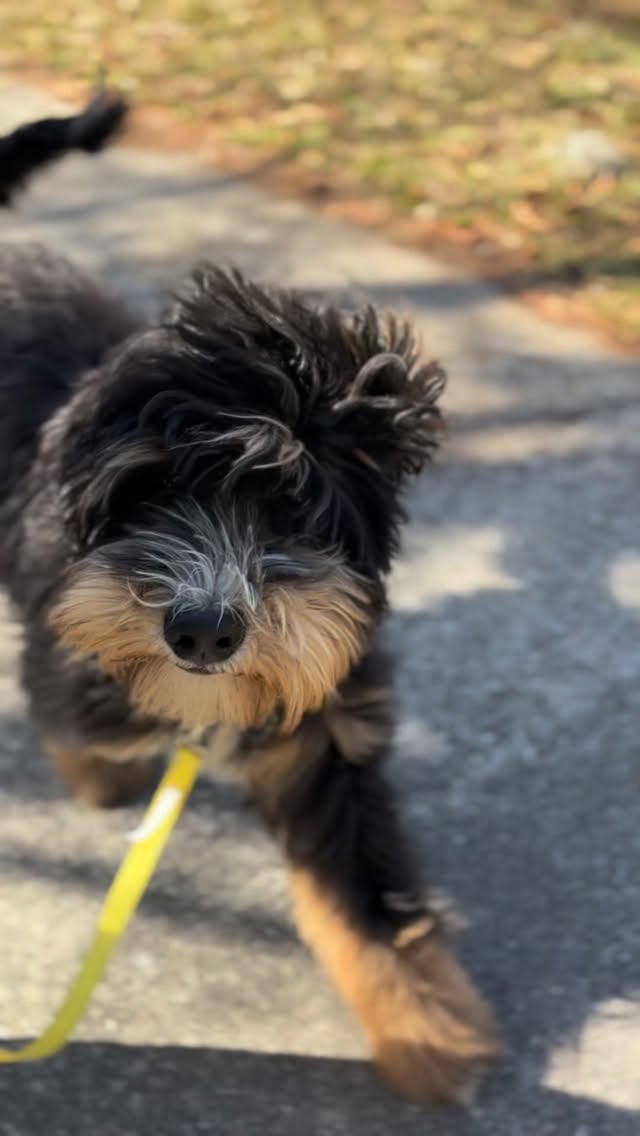 Perfect weather for some #leashwalking