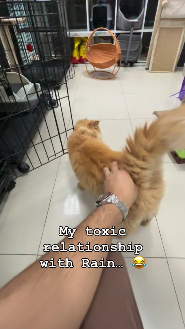 Rain demands all the attention goes to him 😂
If his demands are not met, he unleashes his wrath 🐱😼
☎️ Call us on : 0585177447❗️
📲 WhatsApp us on : +971503822433
📍 Dubai - JVC - Al Dana Tower
🗓️ Opening hours : 9AM - 9PM every day
.
#jvcdubai #dubaipets #fluffyfloof #dubaidogs #dubaicats