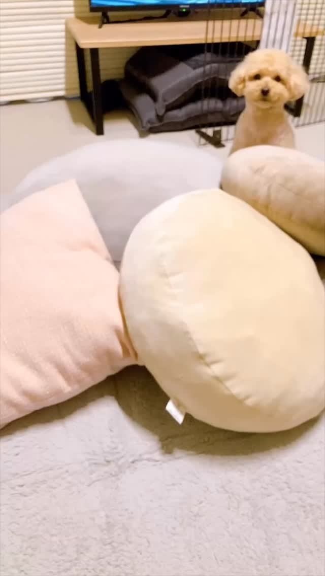 【店内あそび紹介】
コロンのフード探し遊び🐶✨
クッションの下にフードを隠して、
ワンちゃん自身に探してもらう知育あそびです。
探す行為は本能を満たしてくれて、
運動不足やストレス解消にも◎
充実した時間になるので、
そのあ