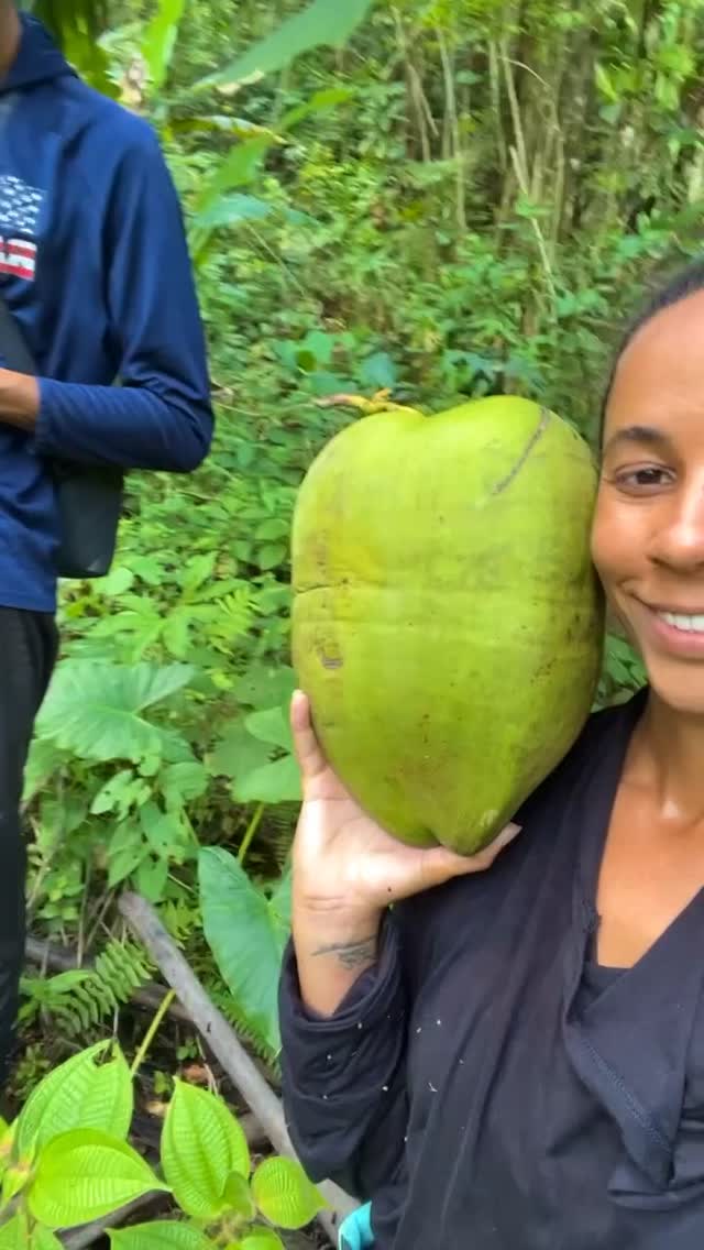 Harvesting coconuts bigger than yo head off the land🥰 #abundance