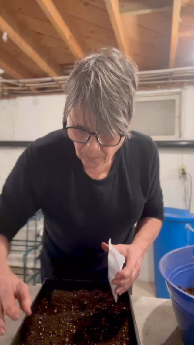 Starting a little earlier this year and seeing what happens 🌱
Some seeds just like to take their time… and I’m learning to let them.
Anyone else starting early — or experimenting with something new this season? 🌼
#startingseeds #arnicamontana #gardenlearning #seedstarting