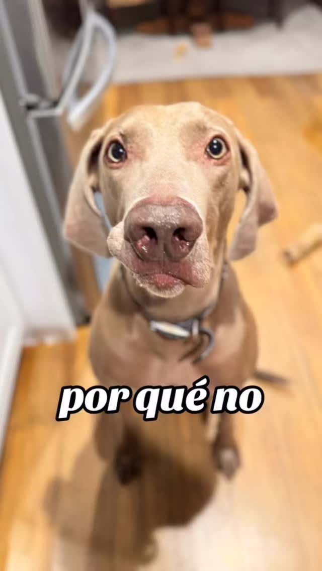 Why not? #dogsofinstagram