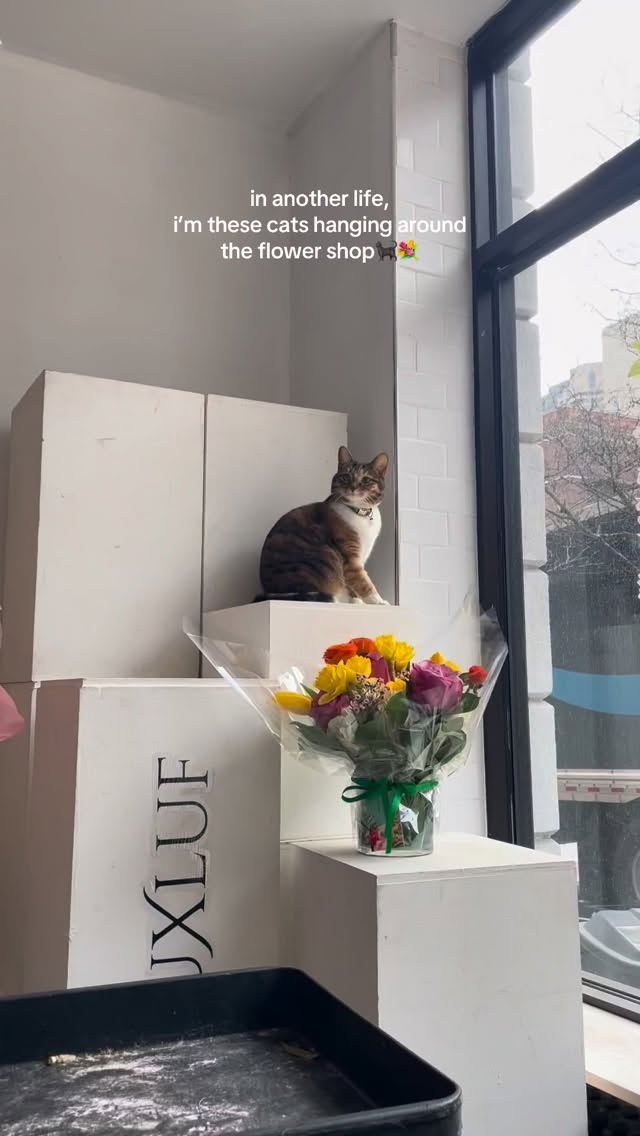channeling our inner fuku and yubu🐈⬛🐈💐
#nycflorist #cat #luxuryflorals #floraldesign #luxluf