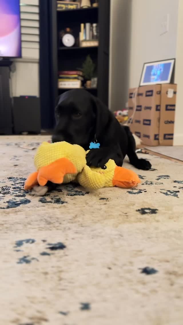 His little thoughts. #dogsofinstagram #doglovers #puppy