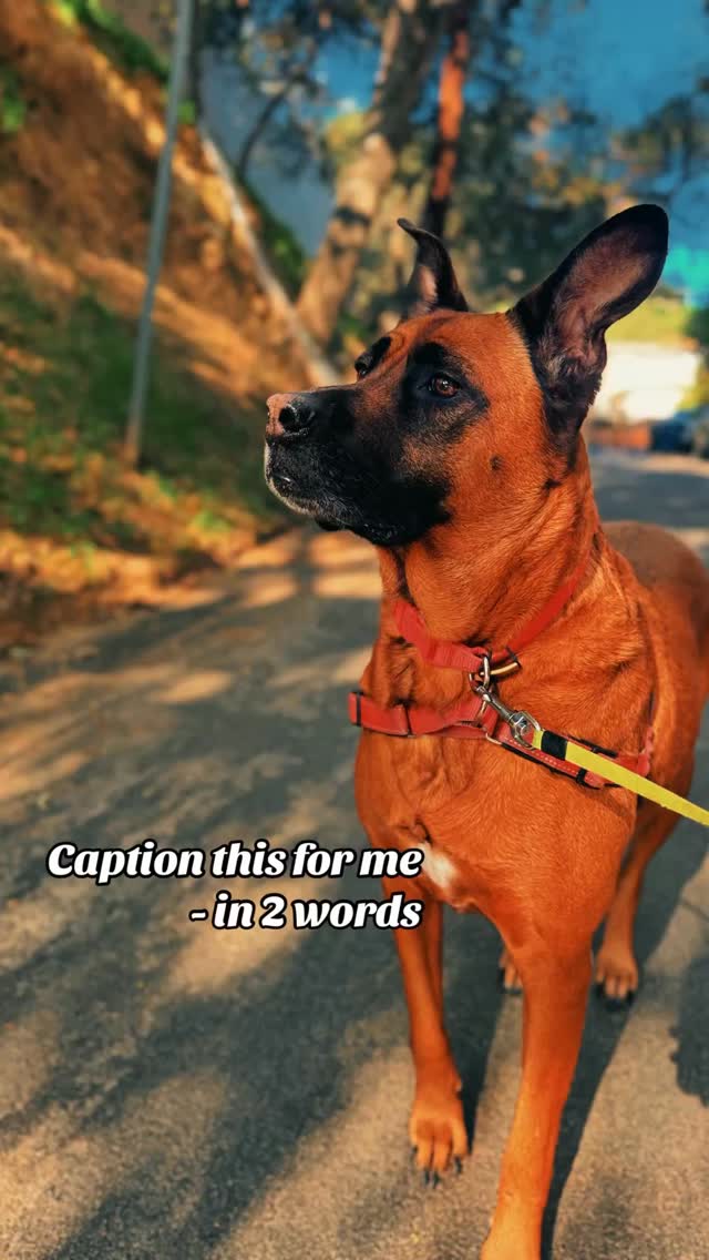 Beau….caption this in 2 words. I’ll go first, “Beau is gorgeous”.