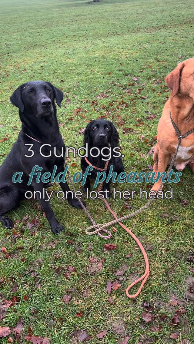 Your gundog doesn’t just know what to do around game.
You have to teach them… step by step.
At Chatsworth this morning.
Pheasants were everywhere.
Hobbs and Tully steady as ever.
Maola? One very overwhelmed youngster.
So instead of correcting her… we trained.
We stopped.
Every calm look → mark → reward.
(engage–disengage)
When her emotions dropped, we then added the skills I need / want her to have;
The stop whistle - instead of lunging out
Then “leave it” - to acknowledge & ignore
Then into heel & walking past.
Layer by layer.
By the end of the walk she could look at the pheasants… leave them - choose me… and walk past.
Not because she magically behaved.
Because she understood the job.
Dogs aren’t pre-programmed.
Behaviour is taught, not expected.
Lower the emotion → then teach the response.
Most dogs aren’t disobedient — they’re overwhelmed.
.
.
.
.
.
gundog training | gundog trainer | pet gundogs | working gundog | steadiness | stop whistle | impulse control | field training proofing | young gundog | spaniel training | retriever training | dog training uk