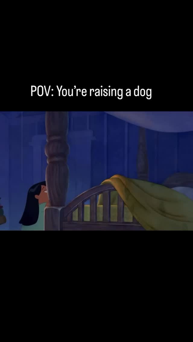 When your sweet, biddable puppy suddenly acts like they’ve never been trained before… welcome to adolescence ?
It feels personal.
It feels chaotic.
It feels like you’ve ruined everything.
But it’s just a developmental phase, not a training failure.
BUT here is the thing… & what a lot of people do - it shouldn’t be used as an excuse for their behaviour… you still need to train them…
Stay consistent.
Stay clear with expectations, boundaries & rules.
Keep things simple.
Don’t take it personally.
If you’ve put the right foundations in and got it right, they should get through it ok…
#puppyadolescence #gundogtraining #dogtrainerlife #teenagedog dogdevelopment