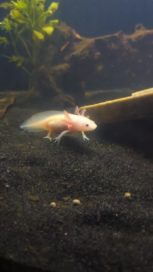 Meet Ponyo, our axolotl 🥺 she is so fun to watch play and explore. I love having a pet again ❤️😊 #axolotl #fishtank #ponyo #studioghibli