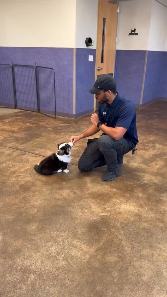 Riley 3๏ธโฃ month old Corgi, level up his game with Dominick! Private lessons arenโt just about โsitโ and โstayโโtheyโre about building a thinking .
Session focus power of precision. Sticking to the one-command rule: say it once and wait. If we repeat โsit, sit, sit,โ Riley learns he can ignore us until the fifth time! By giving him the space to use his critical thinking skills, he learns to actually process the request rather than just reacting to a bribe.
โ
out for tips #corgipuppy #doglogic #dogtrainingtips #sayitonce