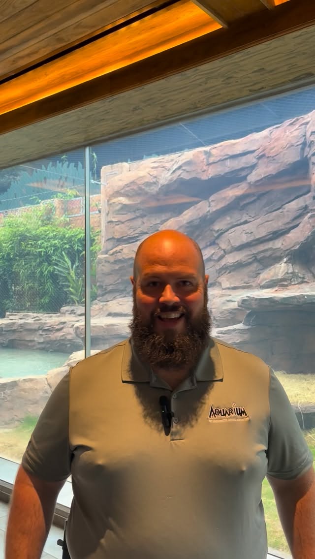 We’re thrilled to welcome a brand-new tiger to our outdoor exhibit for today only! ?
Our Curator of Mammals and Birds, Brent Atkinson, is here to share all the details.