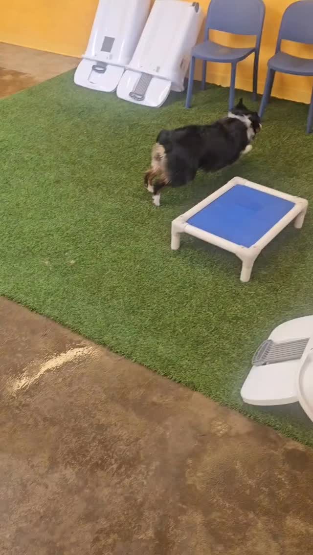 Lilyโs post daily skill builder zOoMieZzzzzz #aussieshepherd #dogtraining #zoomiestime #zoomiesactivated