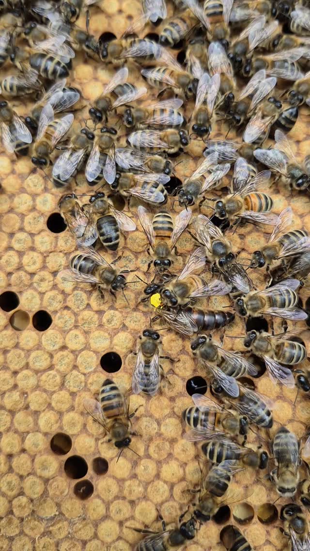 All hail the queen! I marked this beauty today; one of the worker bees is inspecting her new livery ?
#queenbee #honeybees #honeybeecolony #beekeepersofinstagram #honeybeesofinstagram