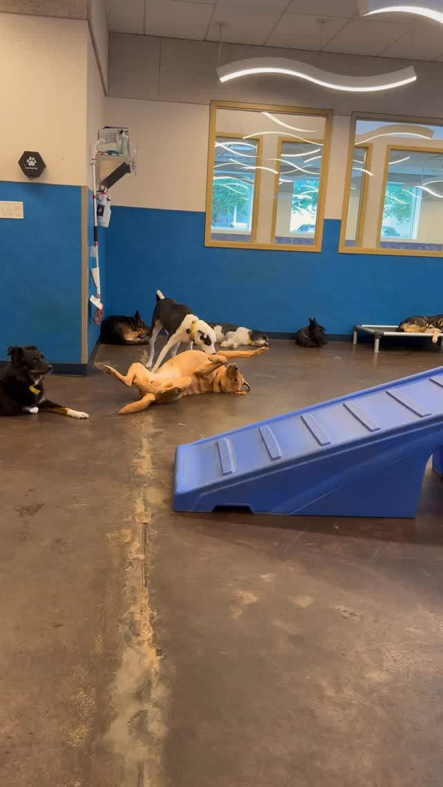 Two types of at daycare recharging Marlowe & caffinated Miller There is no in-between #dogdaycarelife #workingwithdogs #dogsarethebest