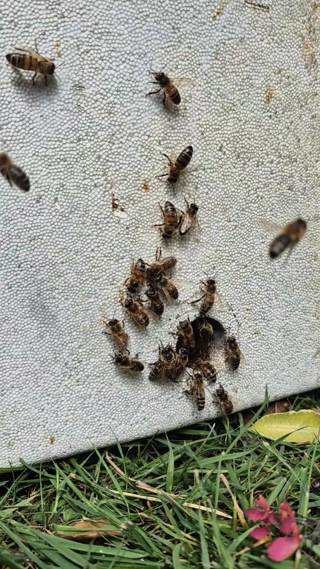 When the swarm comes to the beekeeper, part 3. If you look at my stories, you will have seen part 1 and 2.
These ladies, part of a massive swarm from a couple of weeks ago, had got into my beeshed from underneath and had set up home in spare supers. I didn't realise because the stack had a roof on, so there weren't any bees in the shed itself. I was getting my equipment together to do a routine inspection this morning, lifted the lid and there they were!
Anyhoo, I pulled the stack apart and I have now found the queen and put her into a nucleus box; the rest of the bees should follow, and then they'll be off to the apiary. That's the plan, anyway! ????
#bees #honeybeesofinstagram #honeybees #honeybeecolony #beekeepersofinstagram