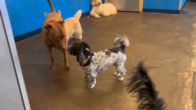 Scarlett: Initiating play sequence in 3... 2... 1...โ
Bandit: Didnโt understand the assignment
#dogdaycarelife #bigandlittledogs #dogsarethebest #dogsplaying