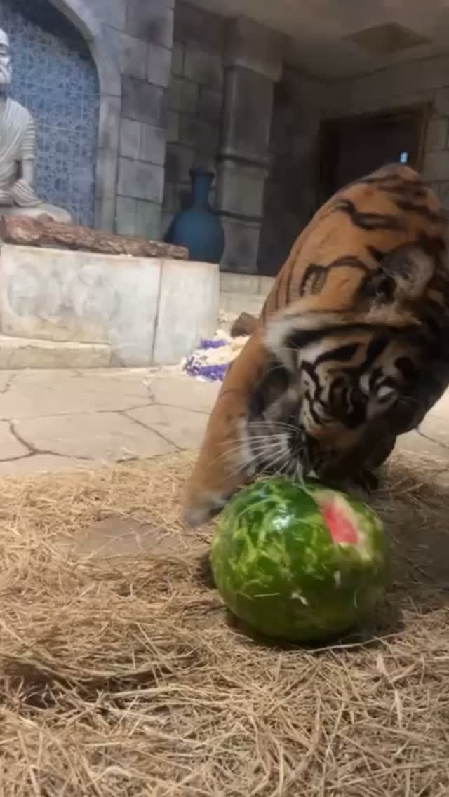 Nothing says summer quite like watermelon...especially for our resident Sumatran tiger sisters! ??
Watermelon enrichment encourages natural behaviors, provides mental stimulation, and keeps our tigers engaged, all while giving them a refreshing seasonal treat.