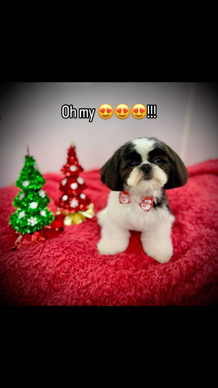 Fancy Paws Mobile Spa • Dedicated to “The Gold Standard of Grooming” • Serving Salt Lake County • North Utah County • Park City • (435) 291-1291 #fancypawsmobilespa #thegoldstandardofgrooming #utah #utahgroomer #mobilegroomerutah #dogsofinstagram #saltlakecountymobilegrooming #utahcountymobilegroomer #slc #slcdogs #catgroomerutah #mobilecatgroomer #parkcitygroomer