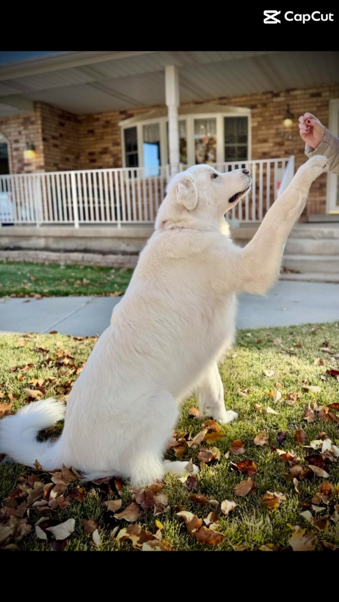 Fancy Paws Mobile Spa • Dedicated to “The Gold Standard of Grooming” • Serving Salt Lake County • North Utah County • Park City • (435) 291-1291 #fancypawsmobilespa #thegoldstandardofgrooming #utah #utahgroomer #mobilegroomerutah #dogsofinstagram #saltlakecountymobilegrooming #utahcountymobilegroomer #slc #slcdogs #catgroomerutah #mobilecatgroomer #parkcitygroomer