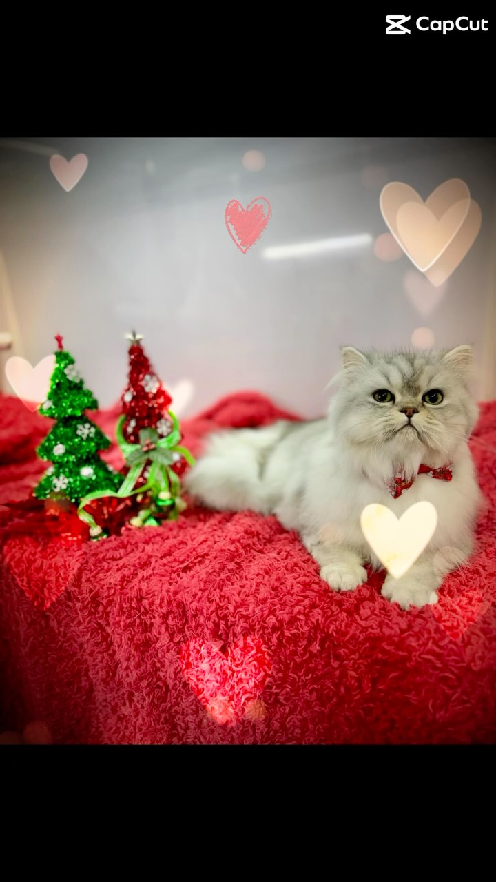 🐈 I LOVE GROOMING CATS!!!!! 🐈 If you couldn’t already tell. Fancy Paws Mobile Spa • Dedicated to “The Gold Standard of Grooming” • Serving Salt Lake County • North Utah County • Park City • (435) 291-1291 #fancypawsmobilespa #thegoldstandardofgrooming #utah #utahgroomer #mobilegroomerutah #dogsofinstagram #saltlakecountymobilegrooming #utahcountymobilegroomer #slc #slcdogs #catgroomerutah #mobilecatgroomer #parkcitygroomer