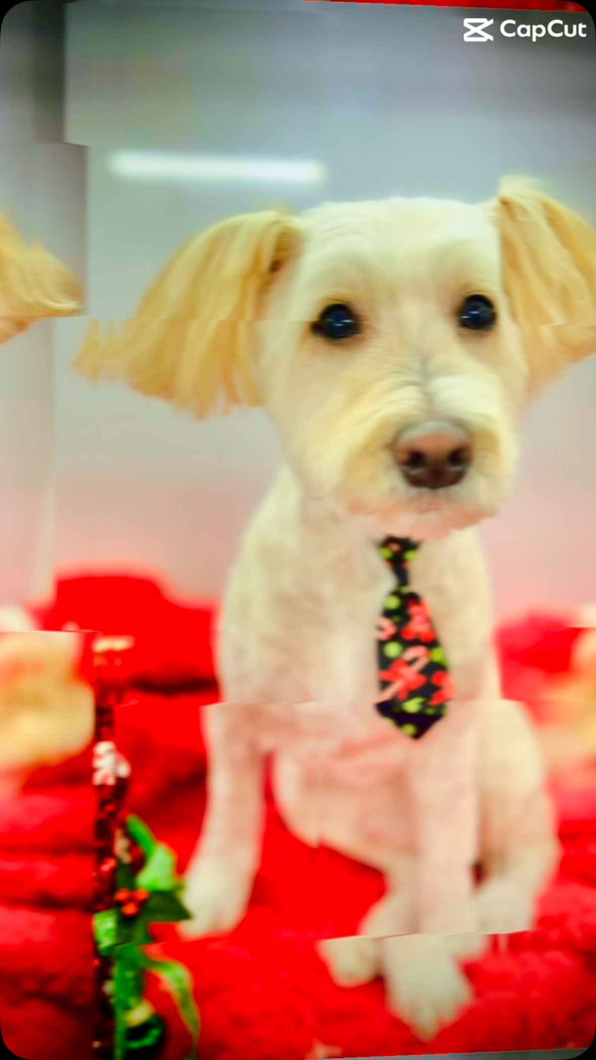 Two… JUST TWO… Openings left before Christmas! Text/Call to get on my schedule!!!
📞 (435) 291-1291
🖥️ www.FancyPawsMobileSpa.com
🌟 “The Gold Standard of Grooming” 🌟
🚗 Convenience of Grooming At Your Home
🌞 Completely Eco-Friendly Setup
🧼 Stress-free 1 on 1 Grooming
🐶 Cage-Free
🧽 Sanitized After Each Pet
🐈 All-Inclusive Services
🧴 Top-Quality Products
🌍 Serving Salt Lake County • North Utah County • Park City
DOG GROOMING • CAT GROOMING
#fancypawsmobilespa
#fancypaws
#thegoldstandardofgrooming
#utah
#utahgroomer
#mobilegroomerutah
#dogsofinstagram #saltlakecountymobilegrooming #utahcountymobilegroomer
#slc
#slcdogs
#catgroomerutah
#mobilecatgroomer
#parkcitygroomer
#parkcity