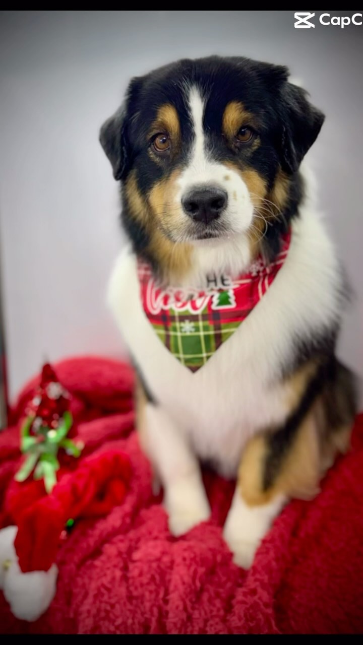5 Aussies… 1 afternoon with amazing owners. 😍♥️😍
💜 Fancy Paws Mobile Spa 💛
📞 (435) 291-1291
🖥️ www.FancyPawsMobileSpa.com
🌟 “The Gold Standard of Grooming” 🌟
🚗 Convenience of Grooming At Your Home
🌞 Completely Eco-Friendly Setup
🧼 Stress-free 1 on 1 Grooming
🐶 Cage-Free
🧽 Sanitized After Each Pet
🐈 All-Inclusive Services
🧴 Top-Quality Products
🌍 Serving Salt Lake County • North Utah County • Park City
DOG GROOMING • CAT GROOMING
#fancypawsmobilespa
#fancypaws
#thegoldstandardofgrooming
#utah
#utahgroomer
#mobilegroomerutah
#dogsofinstagram #saltlakecountymobilegrooming #utahcountymobilegroomer
#slc
#slcdogs
#catgroomerutah
#mobilecatgroomer
#parkcitygroomer
#parkcity