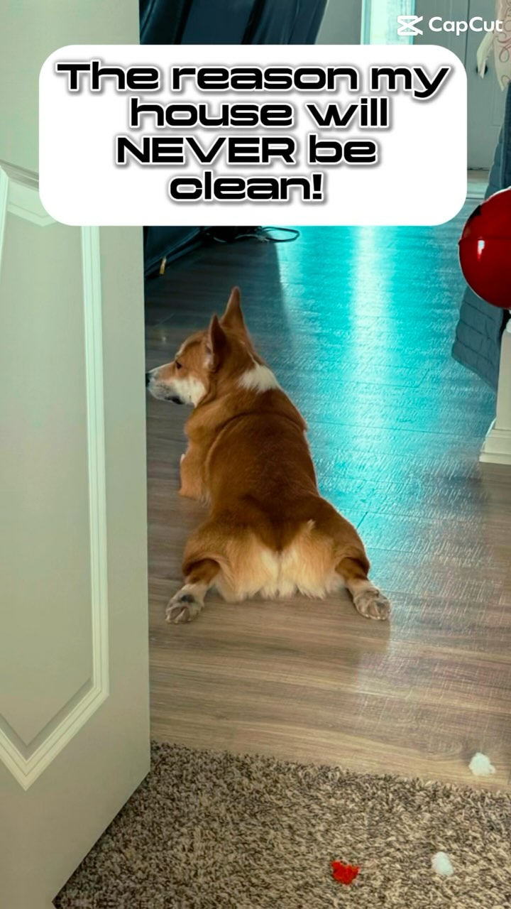 I CAN HELP YOU OUT WITH YOUR STRUGGLE… ⬇️
💜 Fancy Paws Mobile Spa 💛
📞 (435) 291-1291
🖥️ www.FancyPawsMobileSpa.com
🌟 “The Gold Standard of Grooming” 🌟
🏡 Convenience of Grooming At Your Home
🚗 State of the Art Self-Contained Van
🌞 Completely Eco-Friendly Setup
🧼 Stress-free 1 on 1 Grooming
🐶 Cage-Free
🧽 Sanitized After Each Pet
🐈 All-Inclusive Services
🧴 Top-Quality Products
🐩 20 Years Experience
🌍 Serving Salt Lake County • North Utah County • Park City
DOG GROOMING • CAT GROOMING
#fancypawsmobilespa
#fancypaws
#thegoldstandardofgrooming
#utah
#utahgroomer
#mobilegroomerutah
#dogsofinstagram #saltlakecountymobilegrooming #utahcountymobilegroomer
#slc
#slcdogs
#catgroomerutah
#mobilecatgroomer
#parkcitygroomer
#parkcity