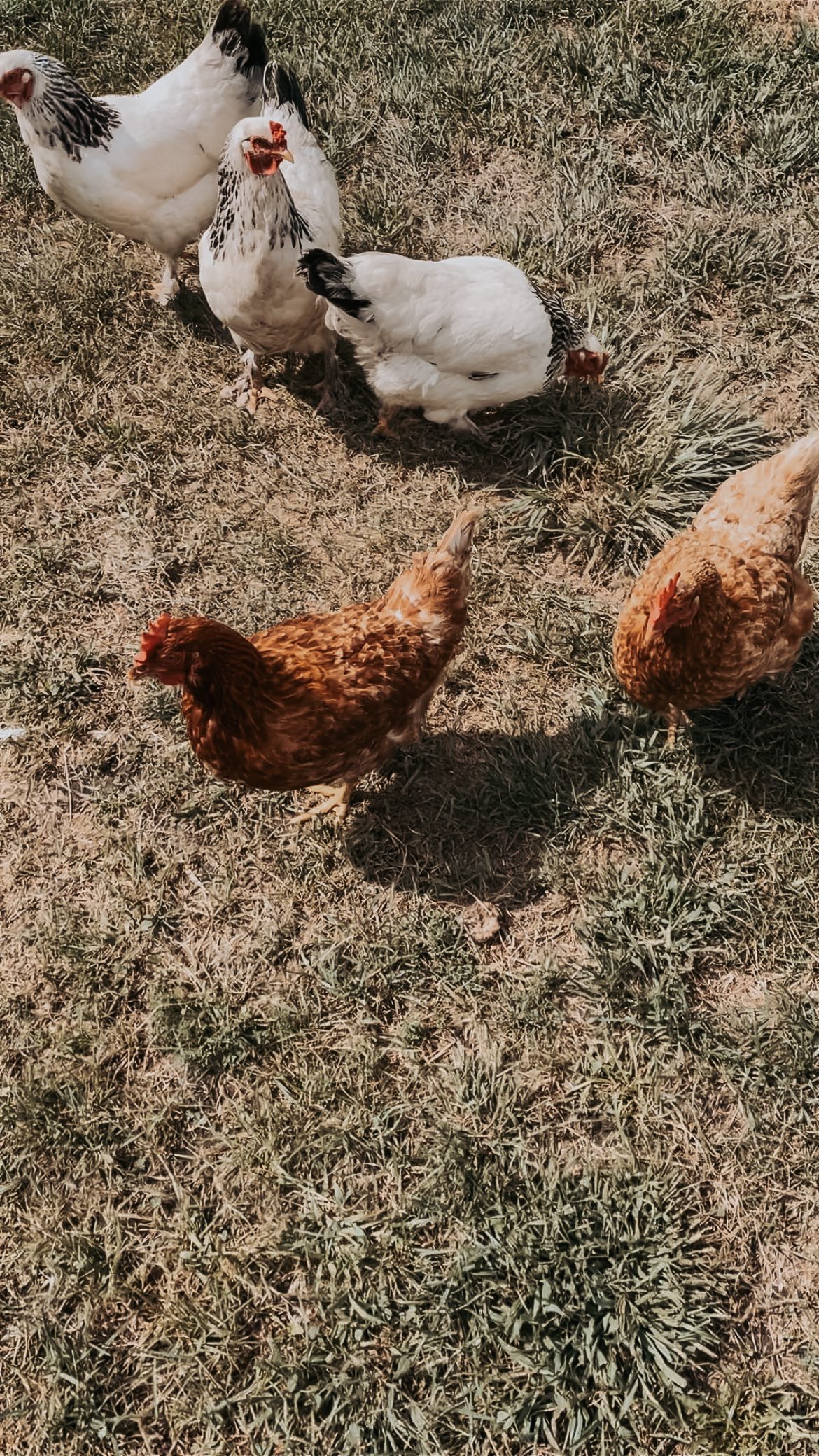 When your chickens stop laying eggs for the winter ?
I’m actually really excited they started to figure out where their new home is though.
#chickens #backyardchickens #chickensofinstagram #chickens #chickensofinstagram