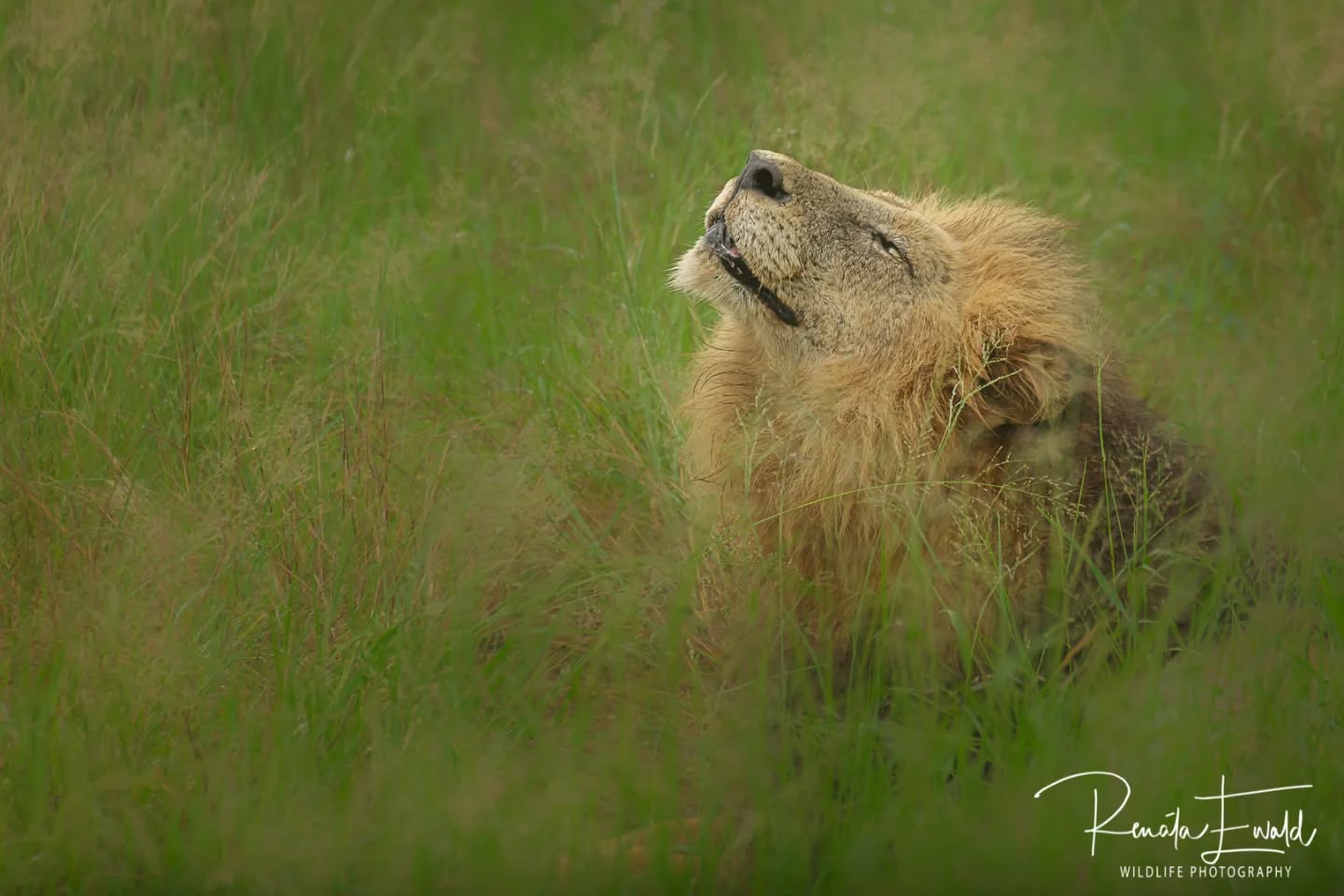 King of the beasts 🦁🐾
Follow:👇
@kedibone_safaris
#lions #bigcats #big5 #malelion #krugersafari #naturewildlifephotography #specialmoments #kedibonesafarifamily #krugernationalpark
#bestsafaribyfar #gamedrives #wildlife #wildlifephotography #wildlifelovers #nature #natgeowild #besttimeever #wildographydudette #safariphoto #phalaborwaco #Africa #southafrica #girlpower #wedotourism #ilovesouthafrica
@krugernationalpark @phalaborwa.co.za @renataewaldwildlifephotography @meetsouthafrica