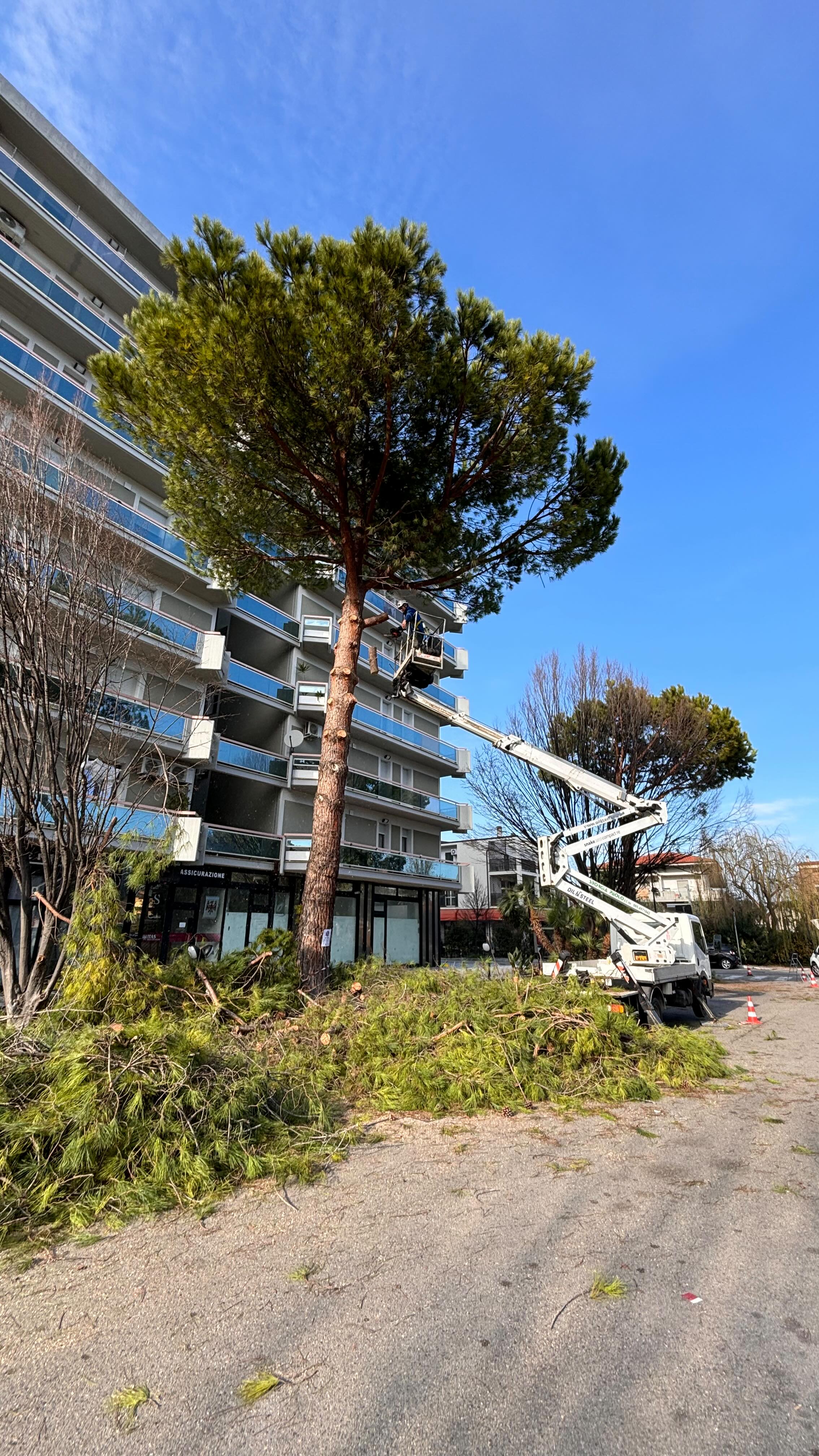 🌳 🪵@savino_srls