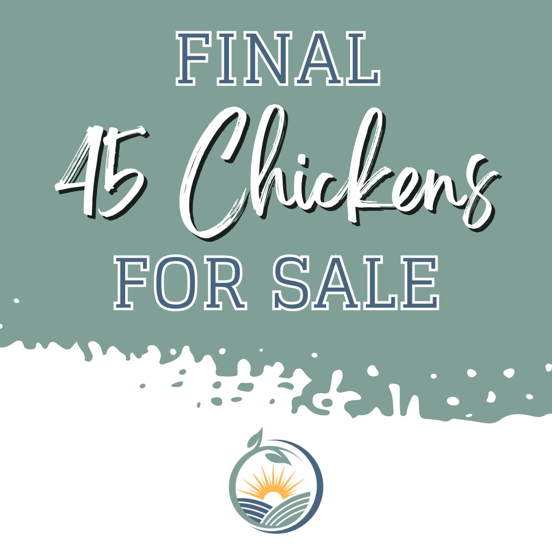 Well, that went fast! We're down to our last 45 chickens for our 2025 customers!!
If you want super healthy and delicious chickens this summer, reserve TODAY at countycornerfarm.com/chickens 🐔🍗