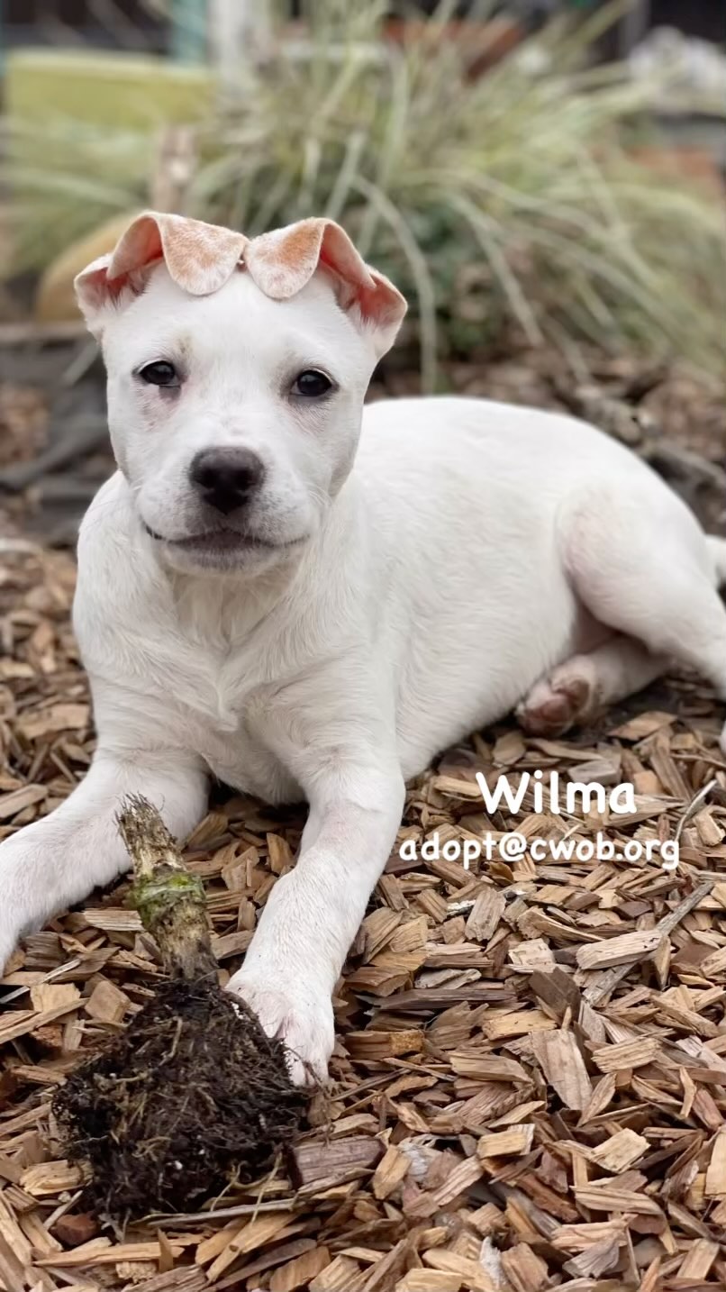 Wilma is sweet & spicy and all fun and games! This 3 month old pup is agile, strong and a total cuddle bug. Contact Compassion Without Borders for adoption info. adopt@cwob.org or message me for more details about this precious girl!