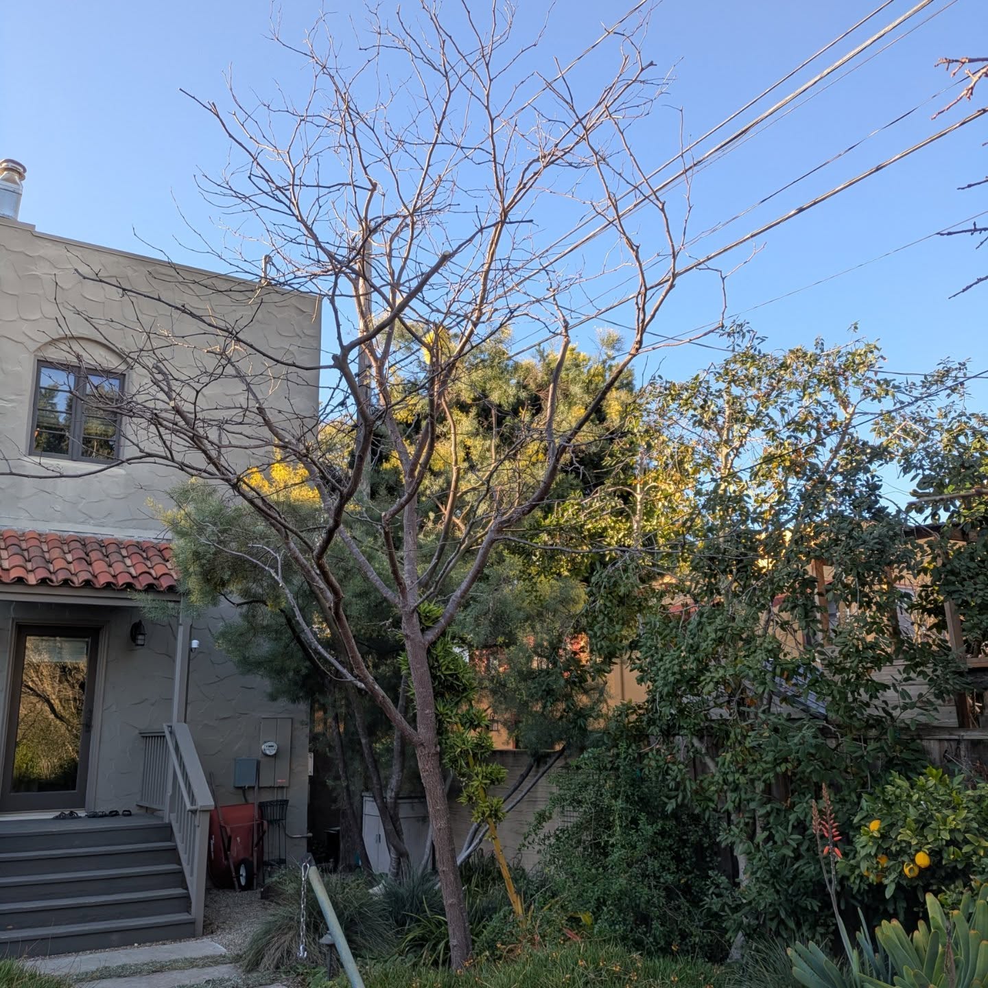 Some before and afters from today. Such a blessing and a privilege to be able to work in these beautiful California gardens #beforeandafter #treepruning #californiagarden #arborist #alameda #cyclingarborist