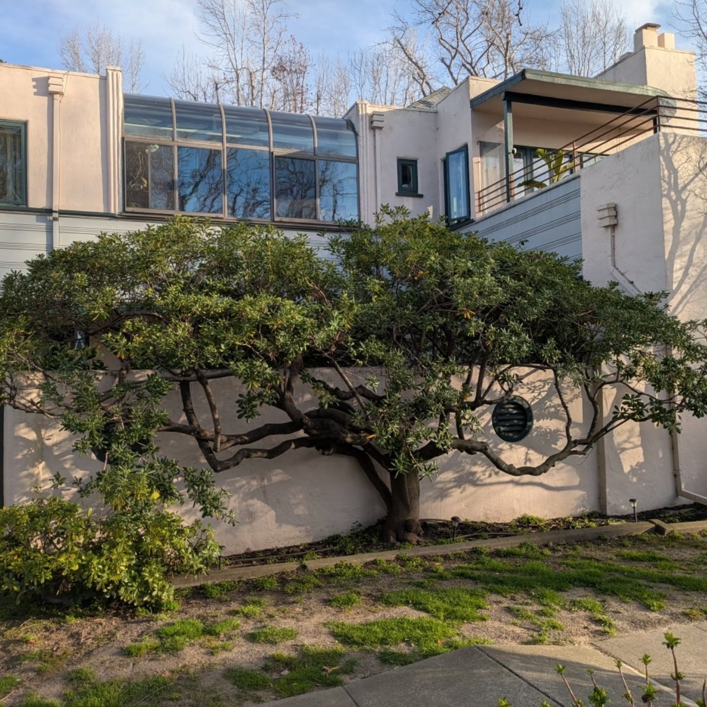 Pittosporum tobira #beforeandafter #pittosporum #pittosporumtobira