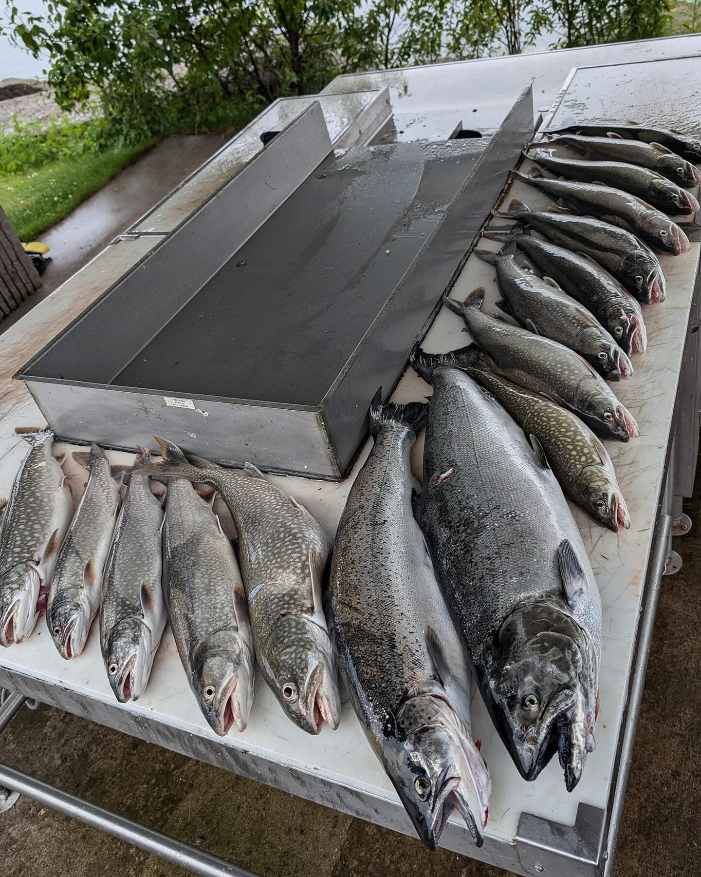 Early season trips are the best time to target Browns, Salmon, and Steelhead. Here are just a few of the fish we catch in May and early June. If you’re looking for a fish of a lifetime visit our website or give me a call! 🔥906-458-0783